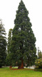 Sequoiadendron giganteum (Sequoia mammoths, Mammoth redwood) - park in Canada (photo: Kristian Chalupka)